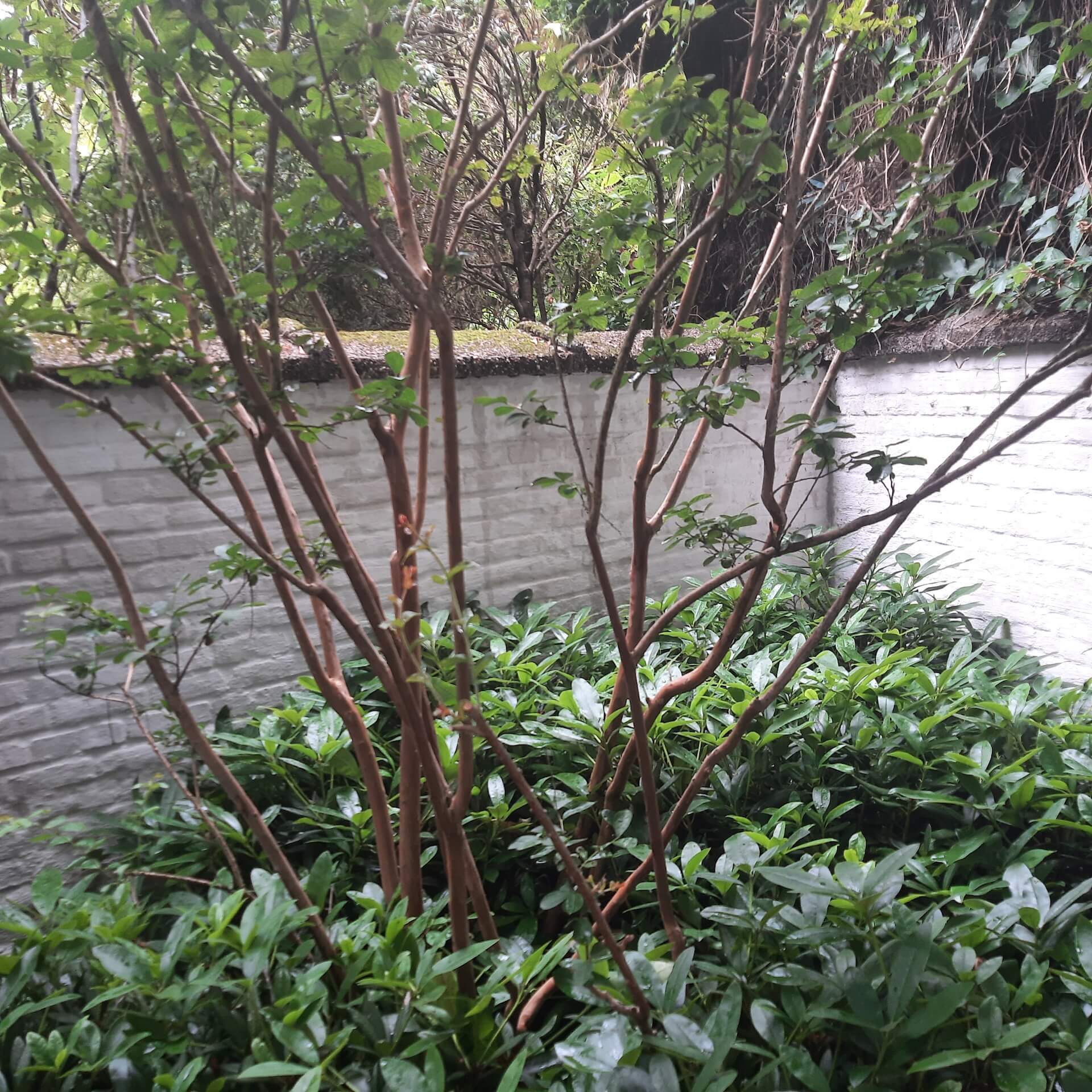Tuin foto 18