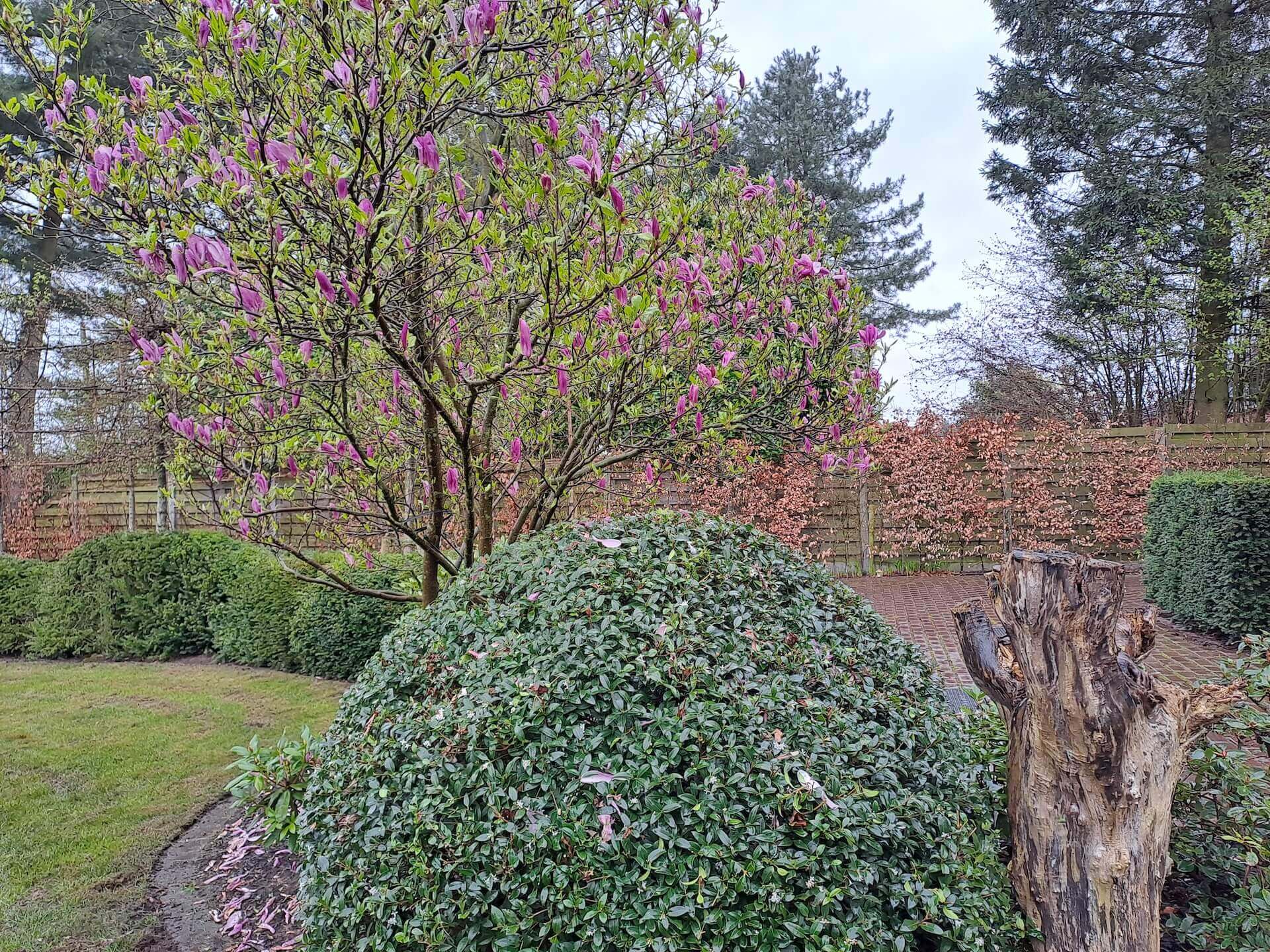 Tuin foto 24