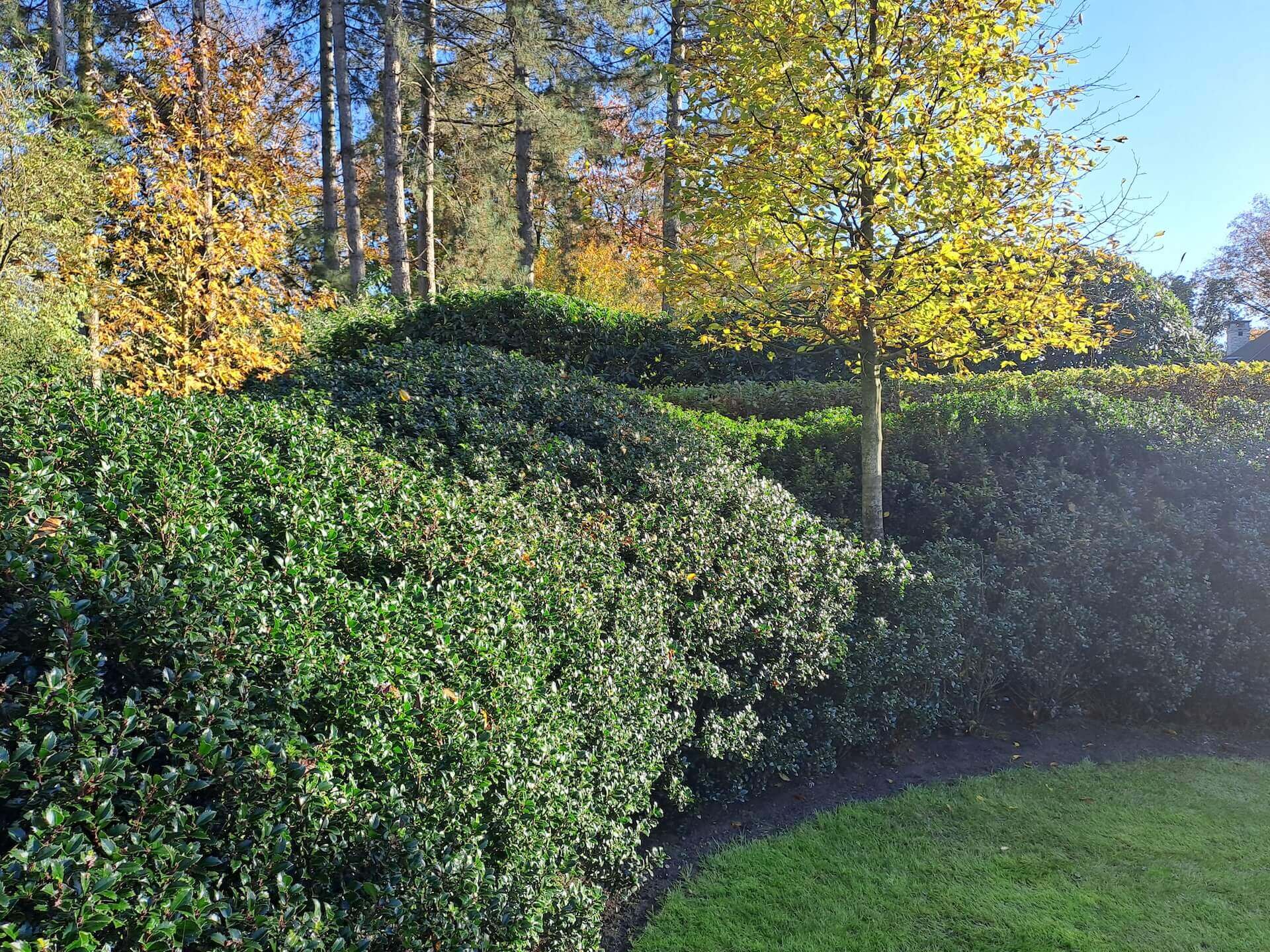 Tuin foto 2