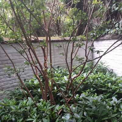 Tuin foto 18