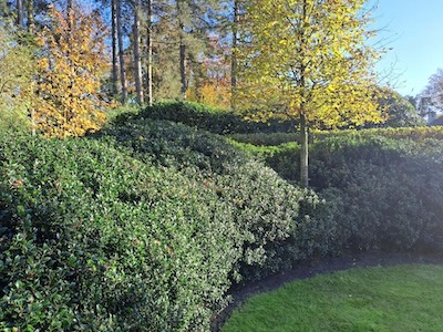 Tuin foto 2